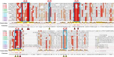 Identification, classification and expression analysis of the Ras superfamily genes in the Pacific white shrimp, Litopenaeus vannamei